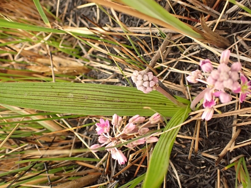 Image of Ledebouria cooperi by no rights reserved
