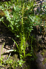 Platanthera sparsiflora