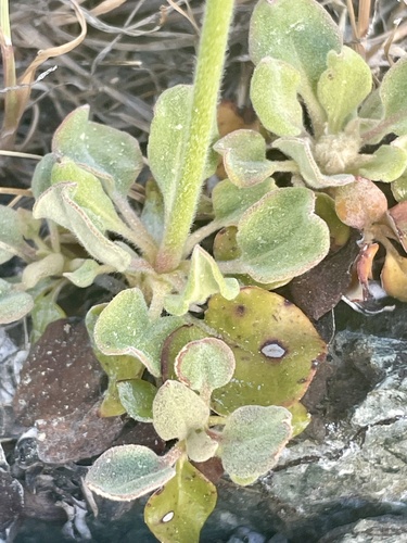 Image of Eriogonum ursinum by no rights reserved