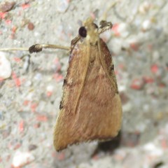 Paragalasa exospinalis