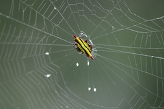 Gasteracantha diadesmia