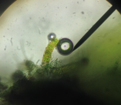 Microcoleaceae