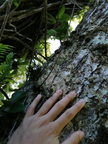 Quercus salicifolia