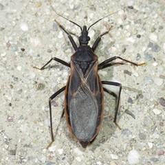 Triatoma rubida
