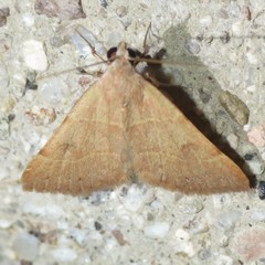 Hemeroplanis rectalis