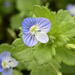 Bird's-eye Speedwell - Photo (c) Saryu Mae, some rights reserved (CC BY), uploaded by Saryu Mae