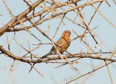 Granatina ianthinogaster