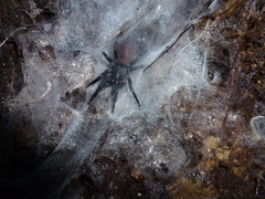 Porrhothele