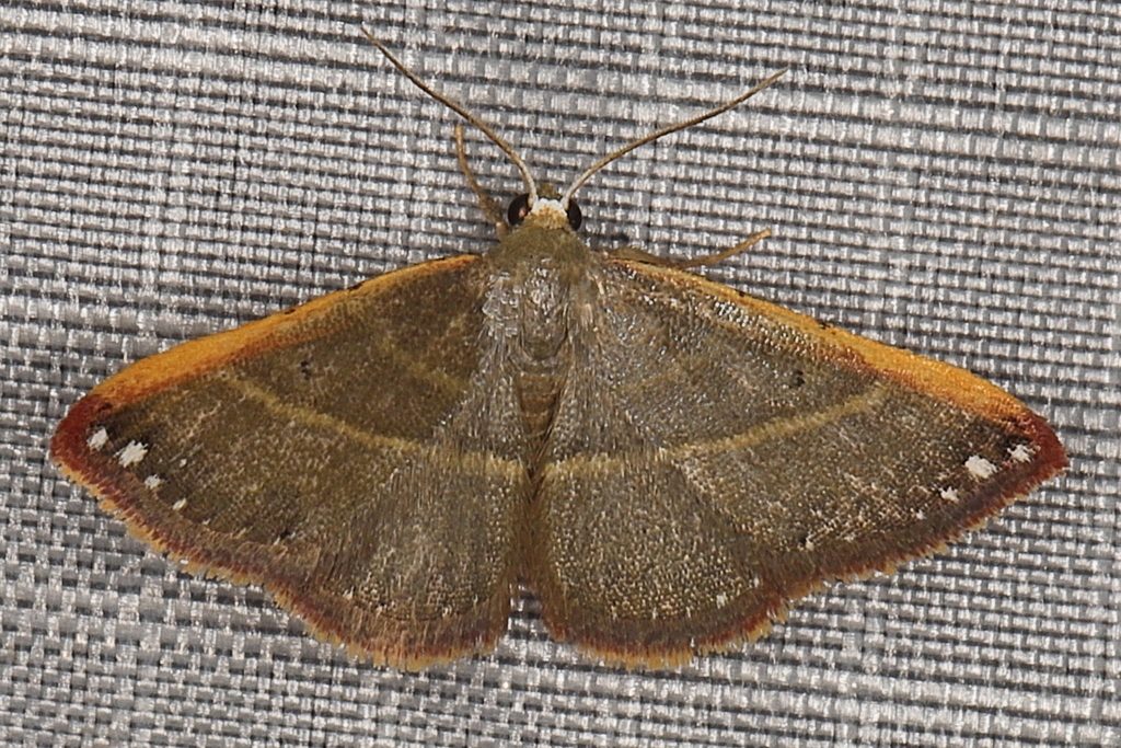 Corgatha macropolia