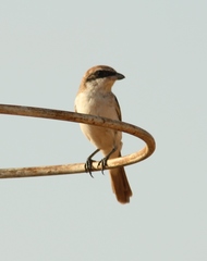 Lanius phoenicuroides