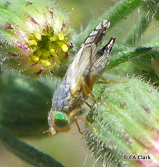 Trupanea wheeleri