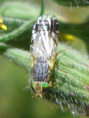 Trupanea wheeleri