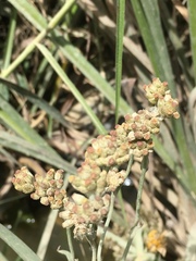 Achyrocline bogotensis