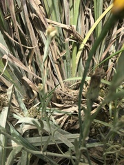 Achyrocline bogotensis