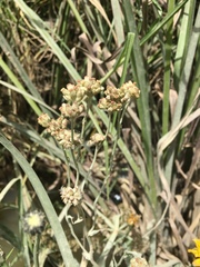 Achyrocline bogotensis