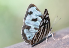 Dynamine postverta postverta