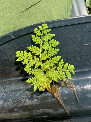 Nile Azolla