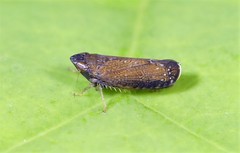 Scaphytopius nigrifrons