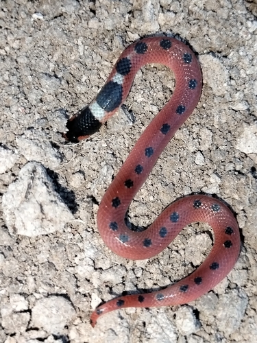 Thornscrub Hook-nosed Snake