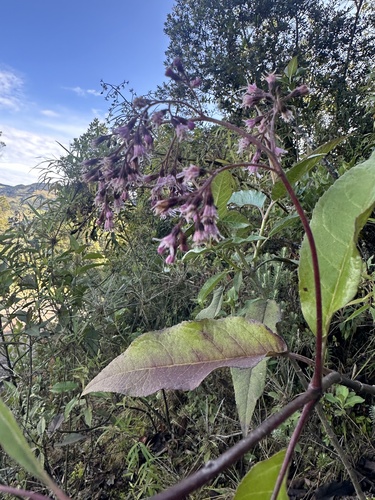 Ageratina ampla, photograph 6