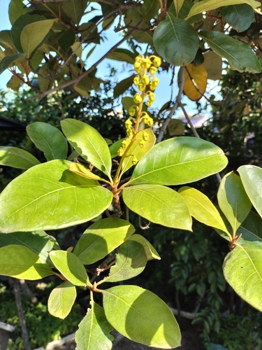 Image of Byrsonima crassifolia by no rights reserved