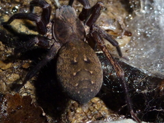 Uliodon albopunctatus