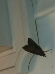 Hypena scabra