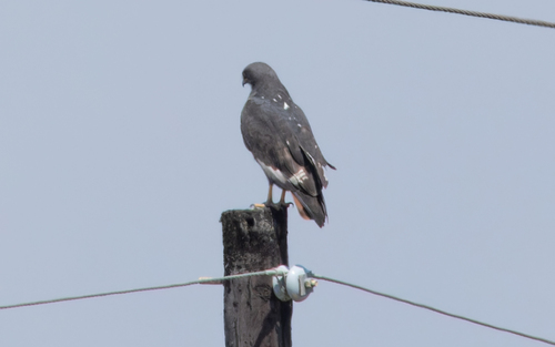Jackal Buzzard