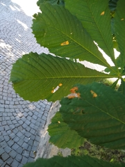Aesculus