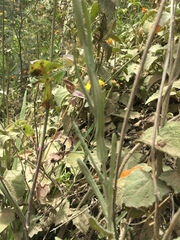 Achyrocline bogotensis