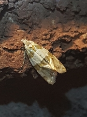 Aethes argentilimitana
