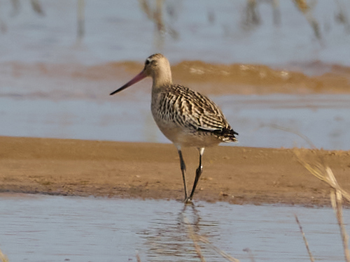 Aguja colipinta (Limosa lapponica)