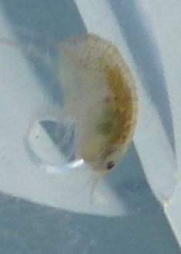 Paracalliopiidae