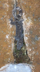 Dravidogecko