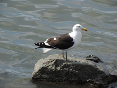 Larus dominicanus