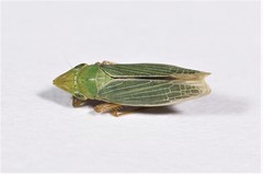 Draeculacephala constricta