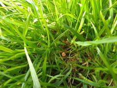 Marasmius curreyi
