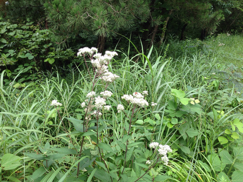 Eupatorium japonicum, photograph 2