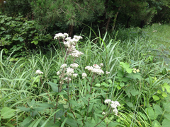 Eupatorium japonicum