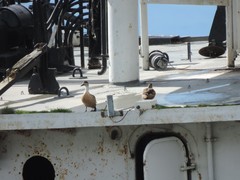 Lophonetta specularioides