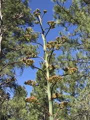 Agave parryi