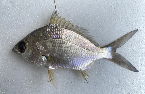 Dows mojarra (Eucinostomus dowii) — Gerreidae — 3