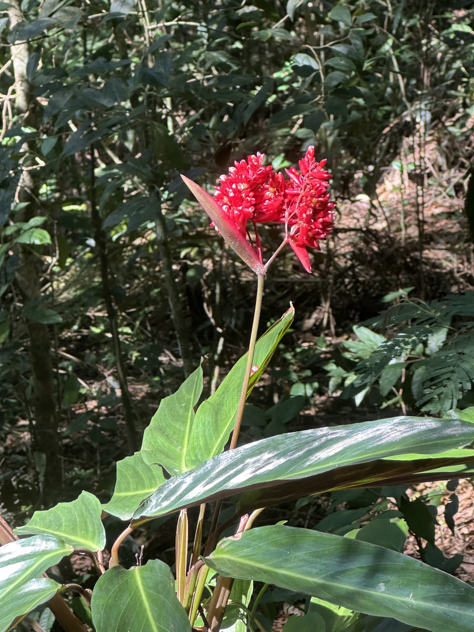 Imagem de Calateia Triostar