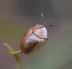 Floridocassis repudiata
