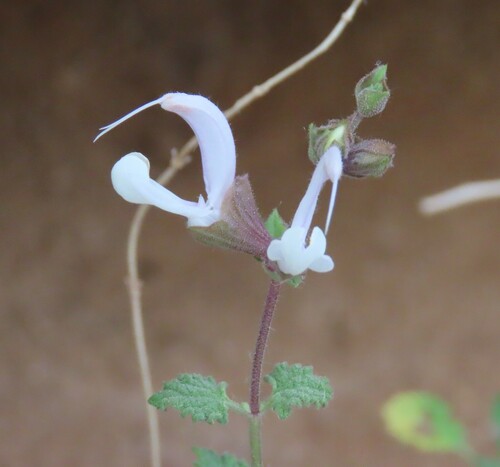 Image of Salvia garipensis by no rights reserved