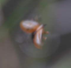 Floridocassis repudiata