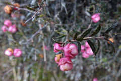 Gaultheria macrostigma