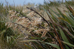 Phormium cookianum hookeri
