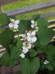 Houttuynia cordata