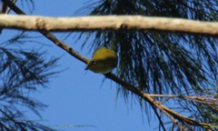 Zosterops explorator